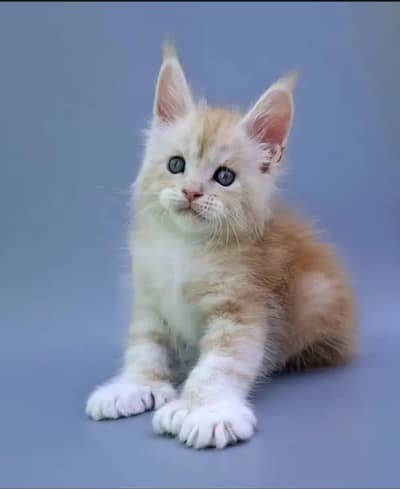 IMPORTED MAINE COON KITTENS AVAILABLE FOR SALE
