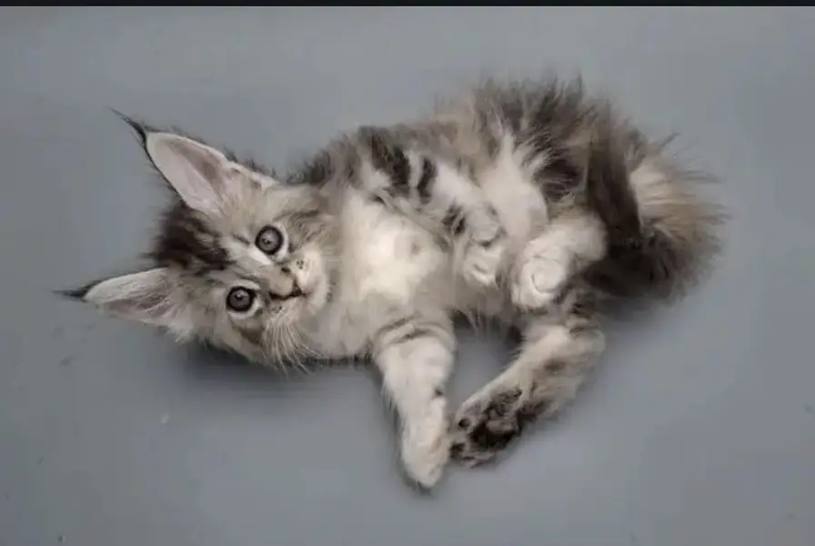 IMPORTED MAINE COON KITTENS AVAILABLE FOR SALE — photo 3