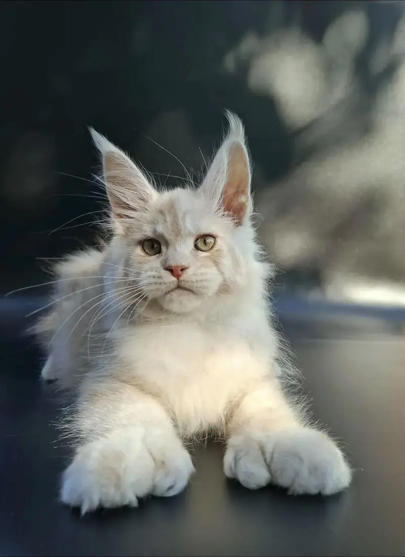 IMPORTED MAINE COON KITTENS AVAILABLE FOR SALE — photo 4