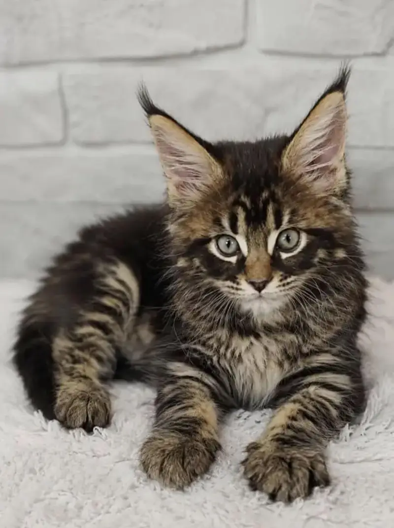 IMPORTED MAINE COON KITTENS AVAILABLE FOR SALE — photo 5