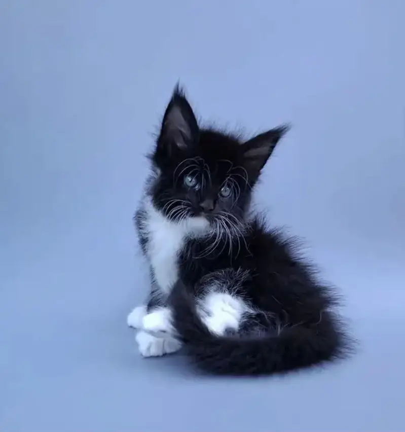 IMPORTED MAINE COON KITTENS AVAILABLE FOR SALE — photo 6
