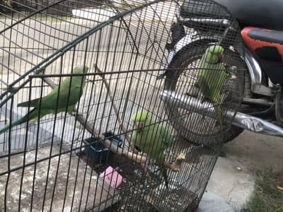Parrot