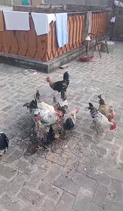 One Chicken 3k total 12 chicken