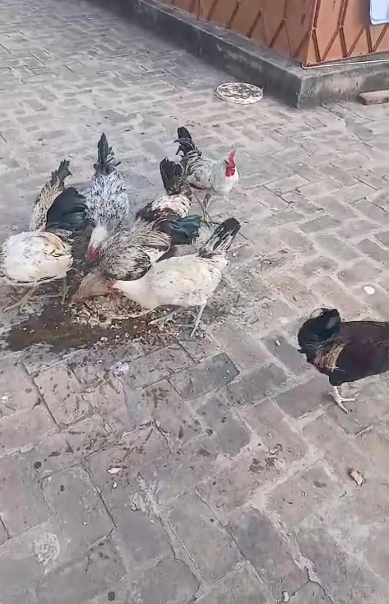 One Chicken 3k total 12 chicken — photo 2