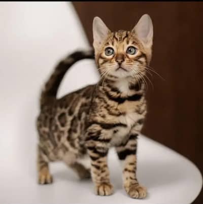 TOP QUALITY IMPORTED BENGAL CATS AVAILABLE FOR SALE