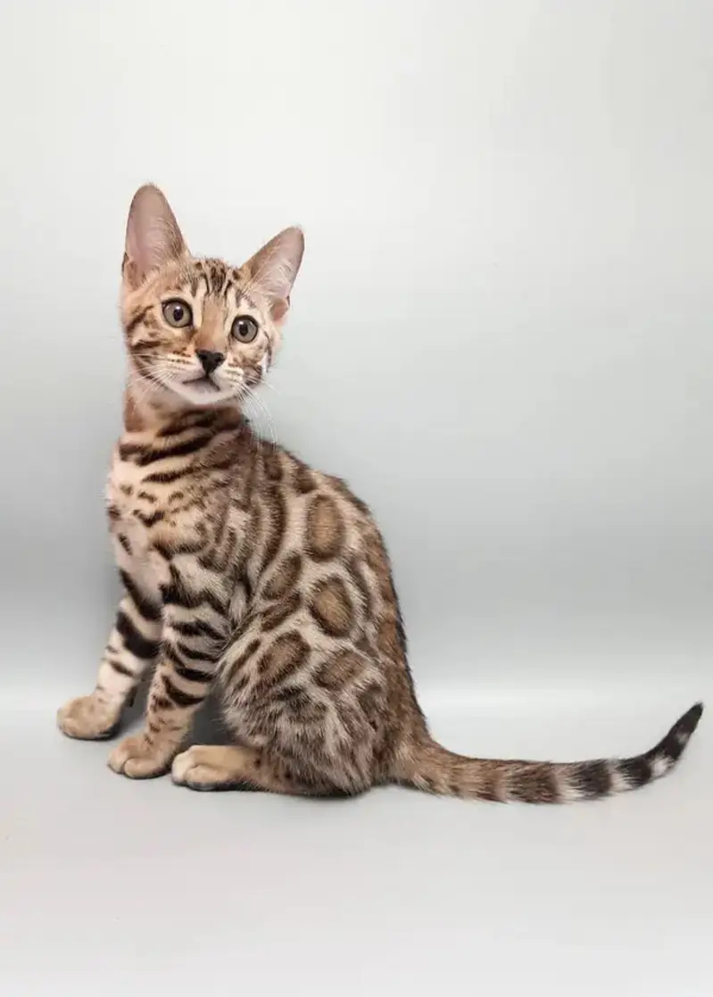 TOP QUALITY IMPORTED BENGAL CATS AVAILABLE FOR SALE — photo 2