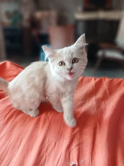 cat for sale