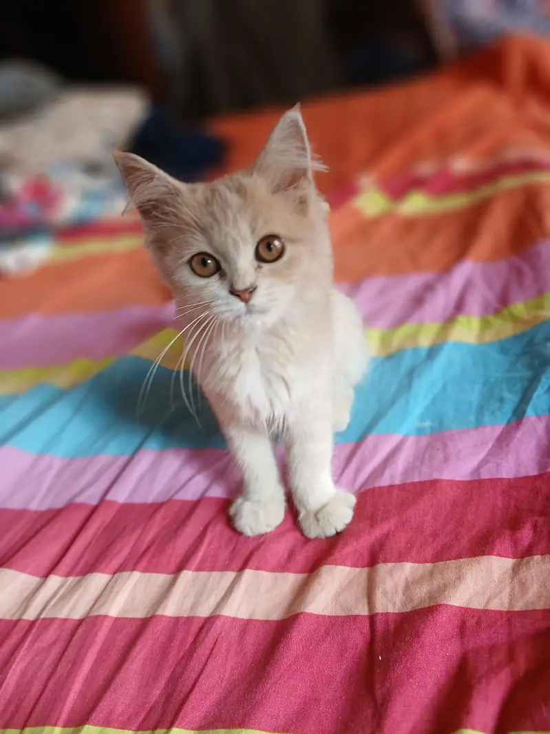 cat for sale — photo 2