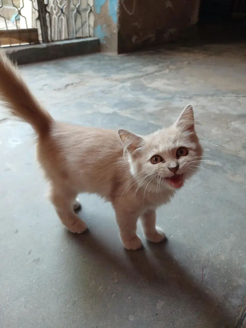 cat for sale — photo 3