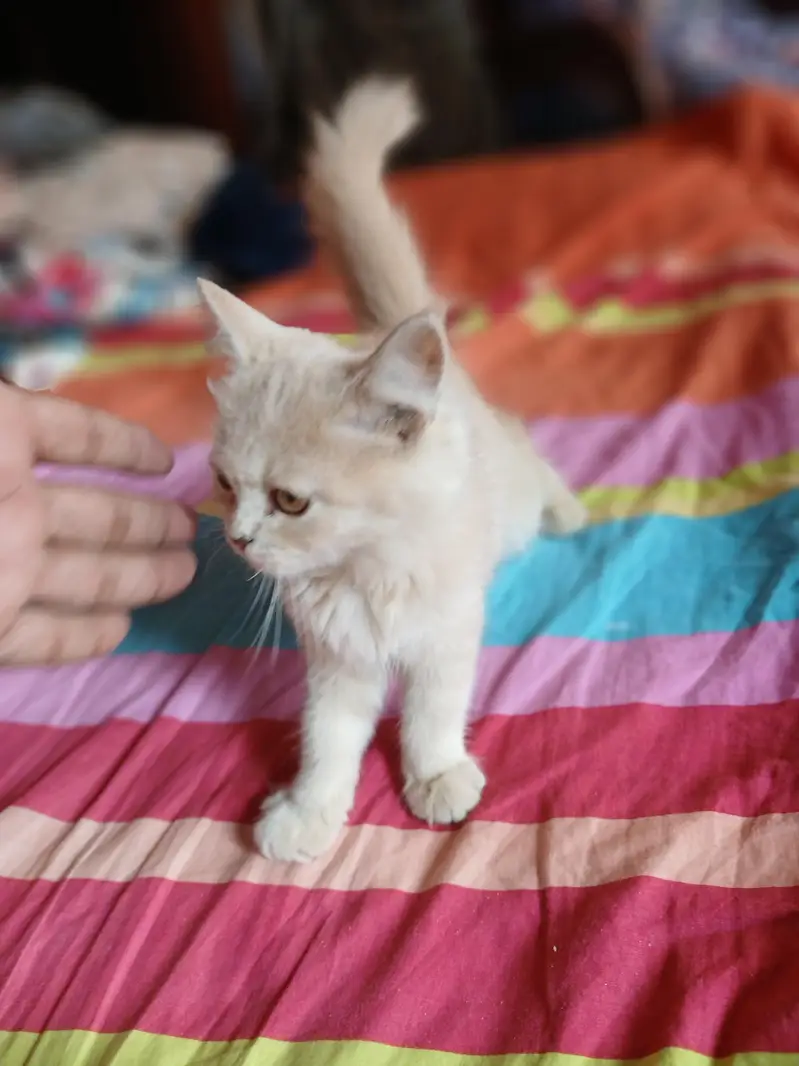 cat for sale — photo 4