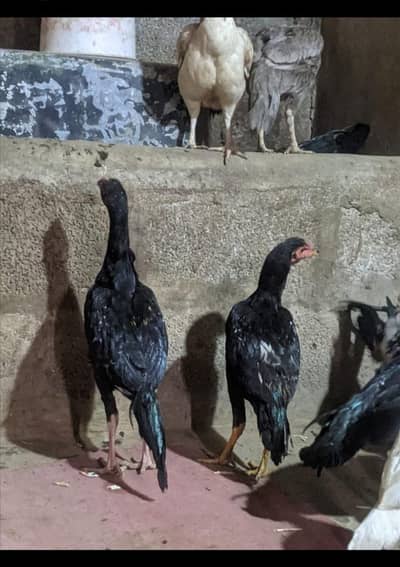 aseel male female chicks full setup for sale