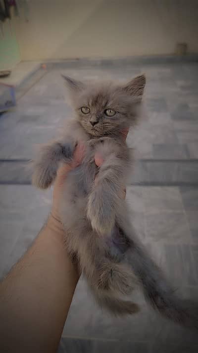 persian Female kitten
