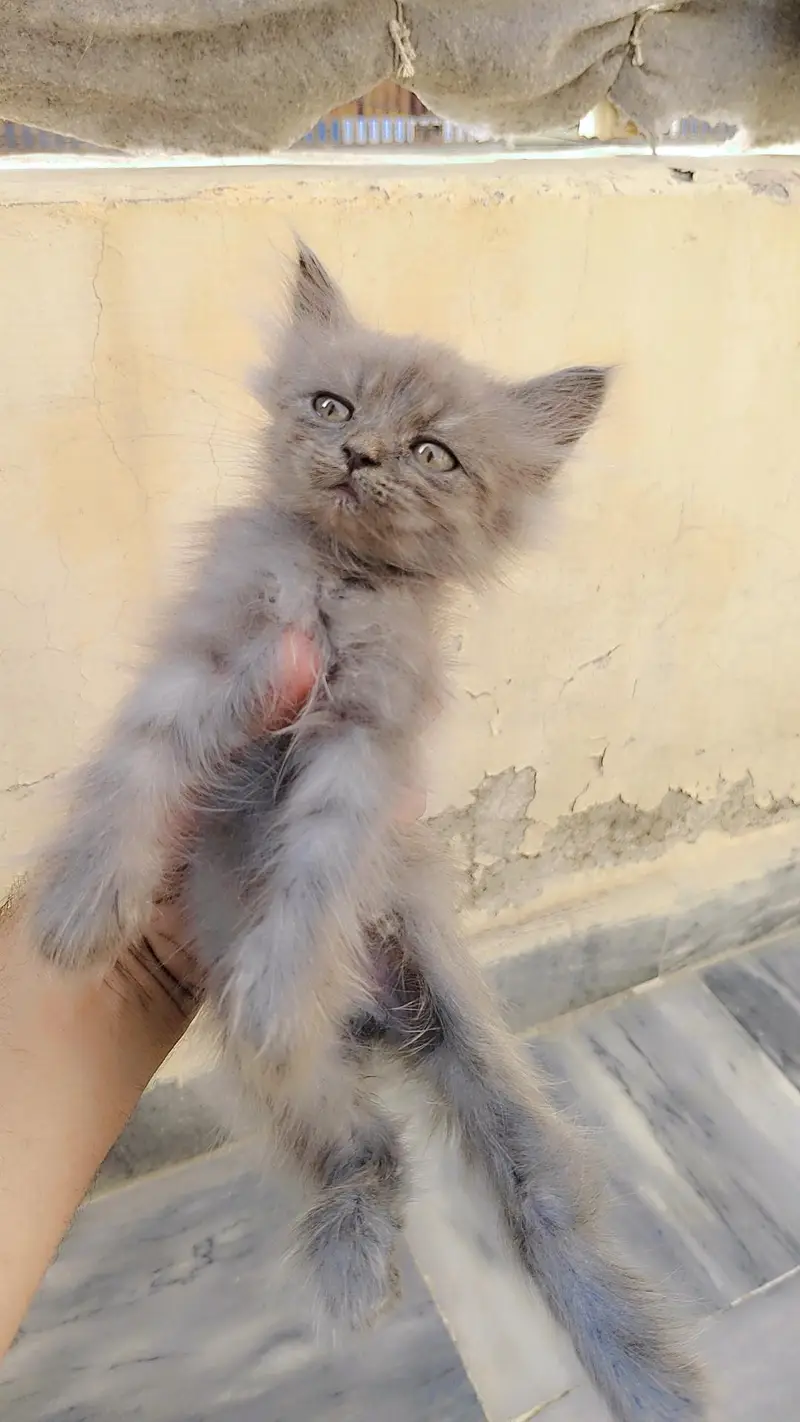 persian Female kitten — photo 2