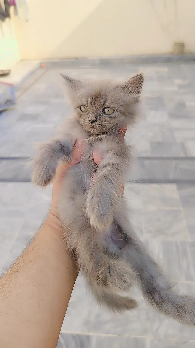 persian Female kitten — photo 3