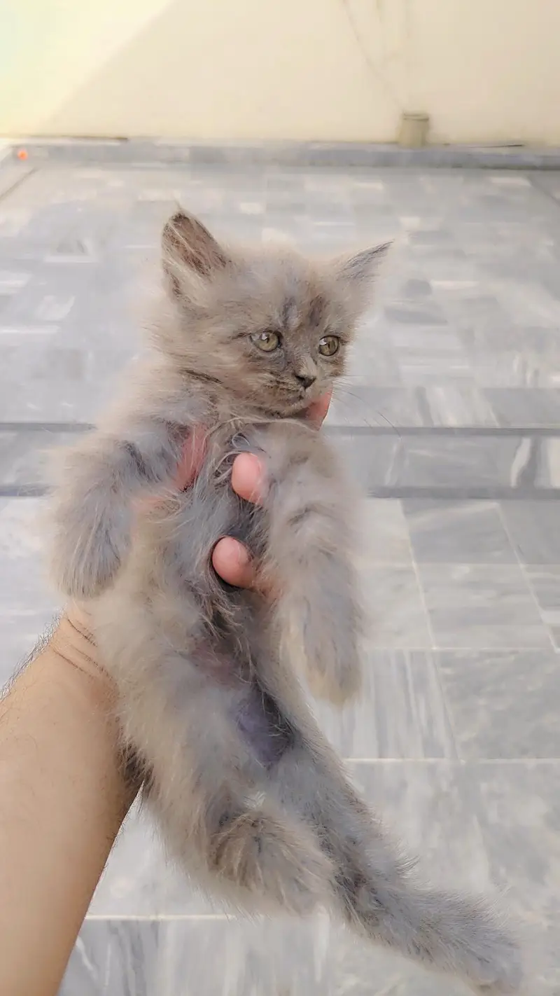 persian Female kitten — photo 4