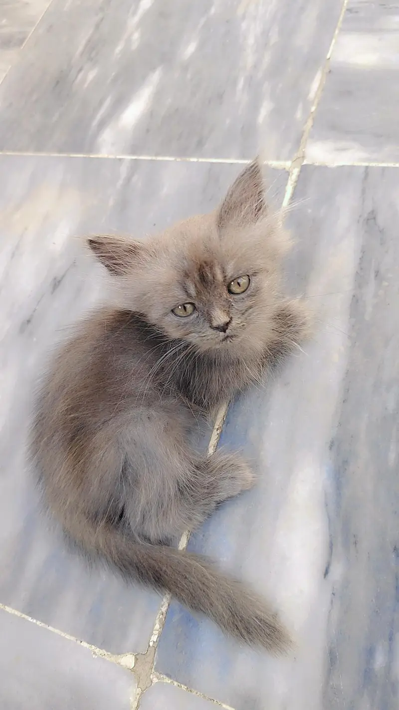 persian Female kitten — photo 5