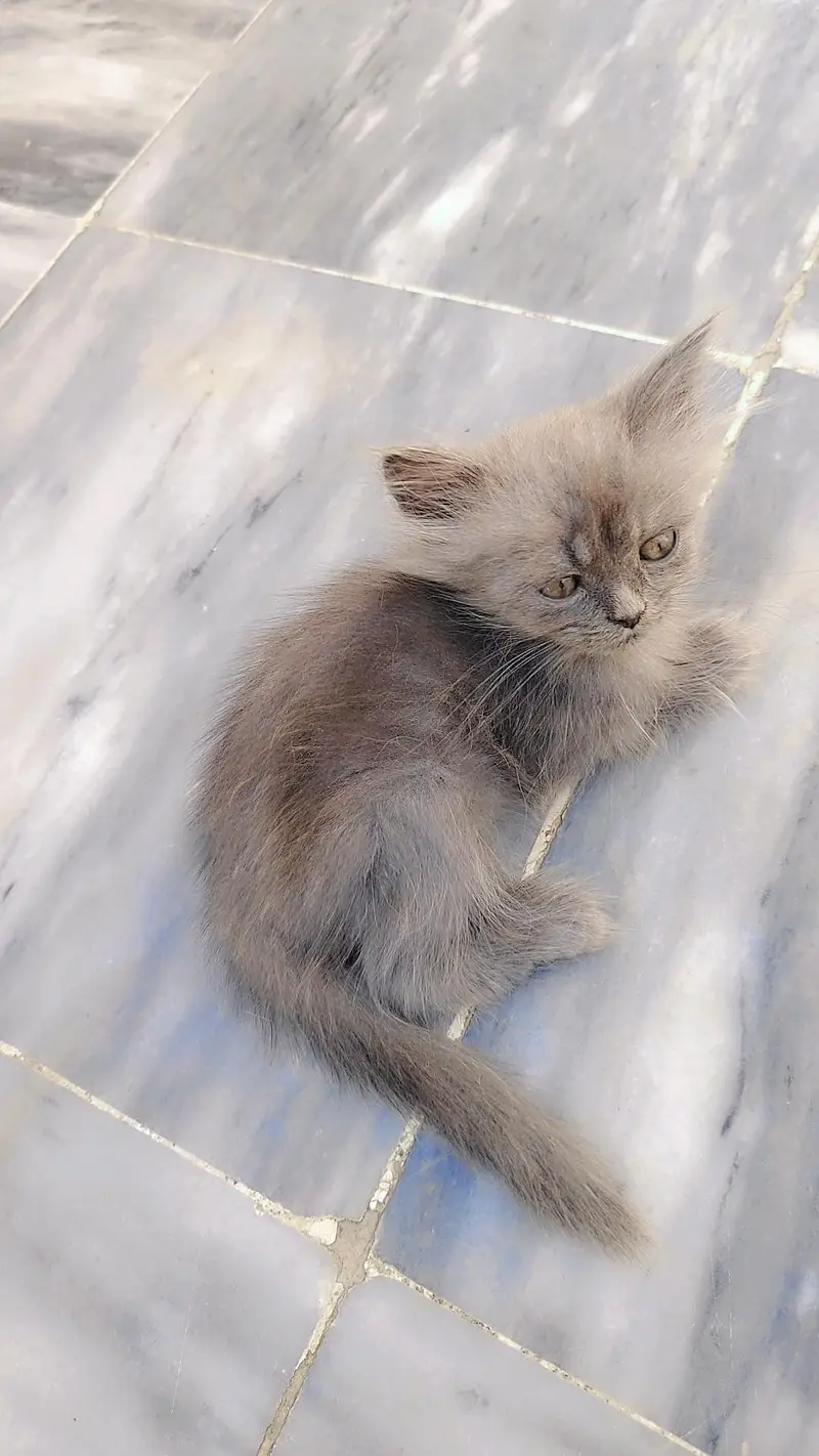 persian Female kitten — photo 6