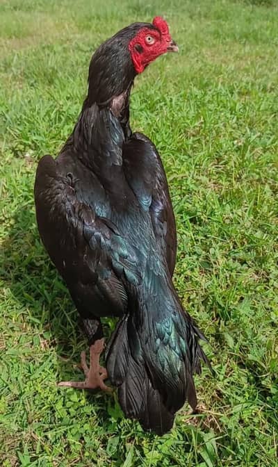 black heavy weight aseel patha