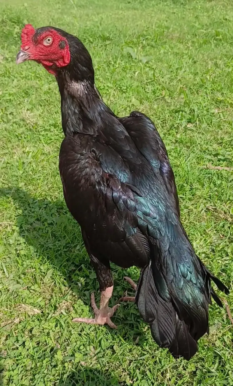 black heavy weight aseel patha — photo 2