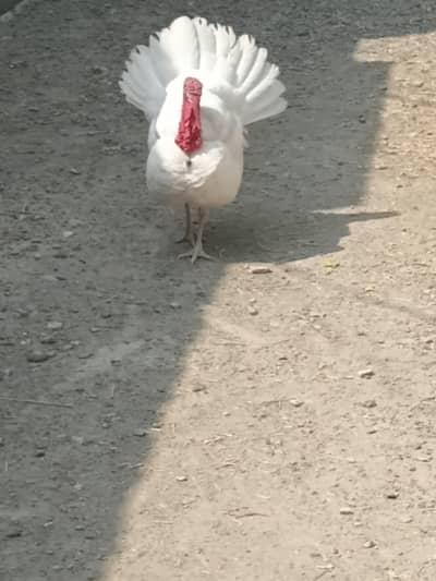 white Turkey Breader Pair for Sale