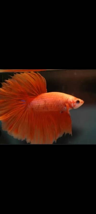 Betta fish Available in best price