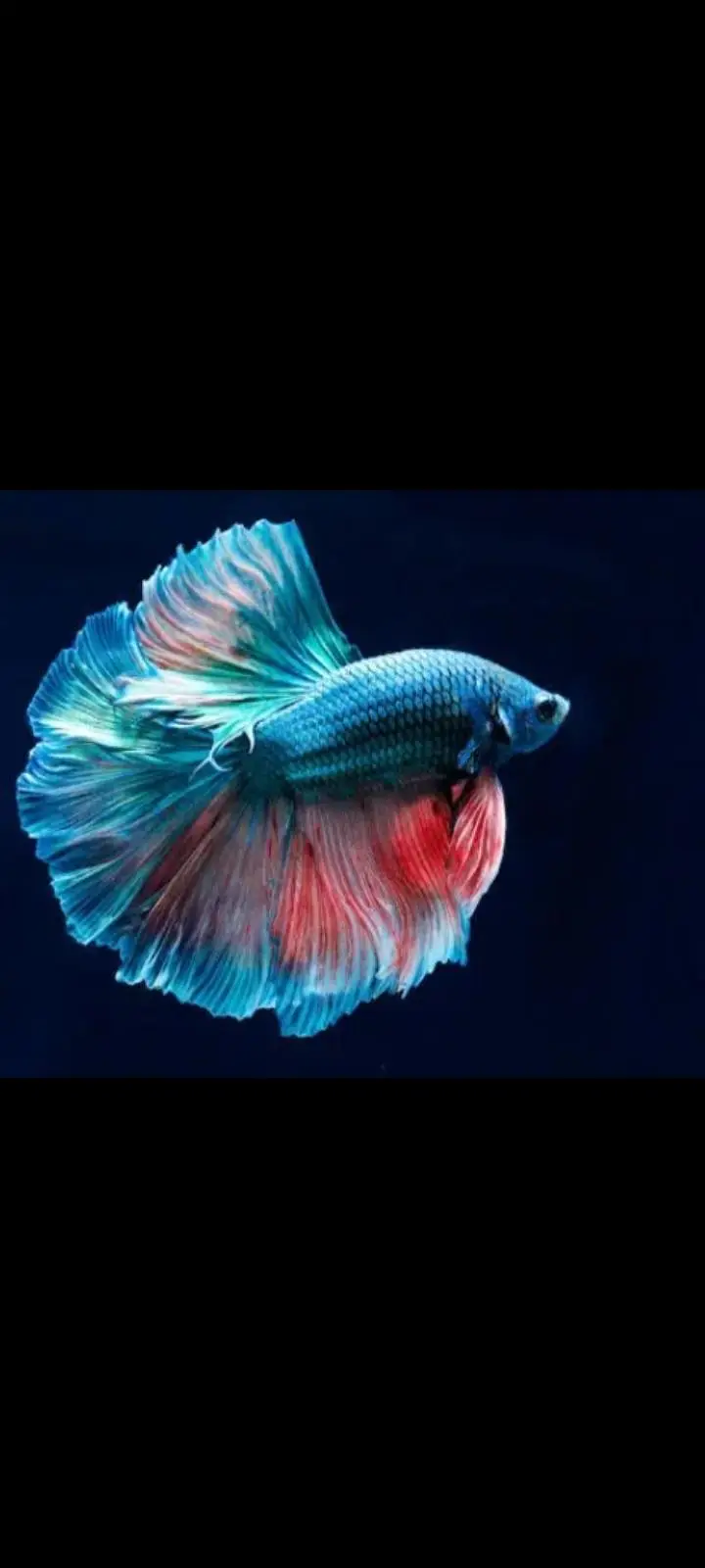 Betta fish Available in best price — photo 2