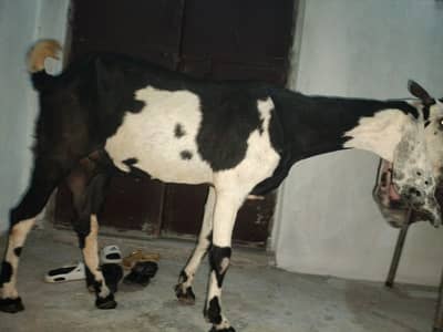 1  bakri betal nasal ki hight 32inch mobile number 03034056395