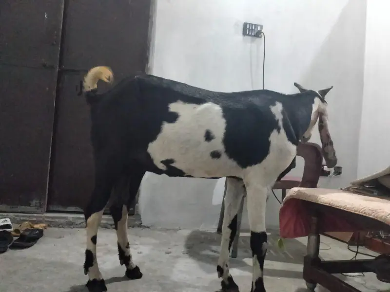 1  bakri betal nasal ki hight 32inch mobile number 03034056395 — photo 2