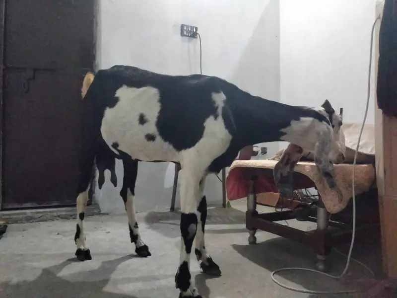 1  bakri betal nasal ki hight 32inch mobile number 03034056395 — photo 3