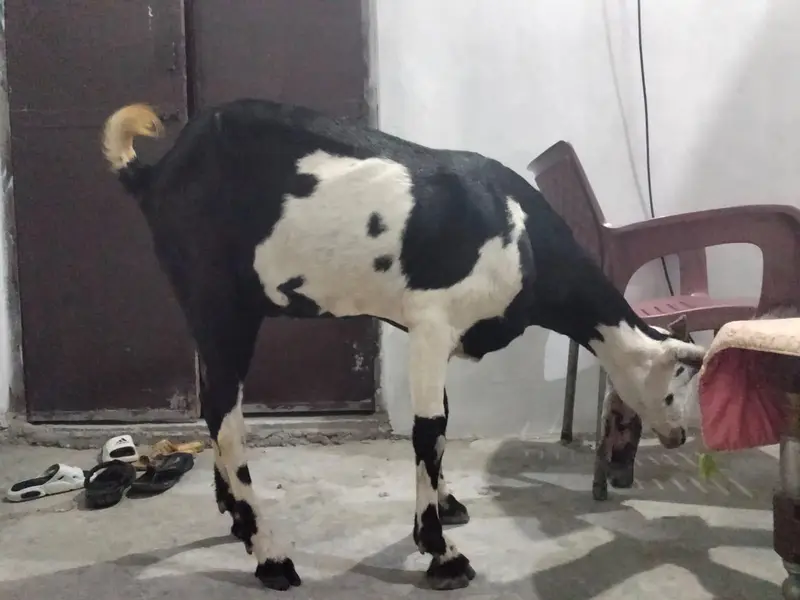 1  bakri betal nasal ki hight 32inch mobile number 03034056395 — photo 4