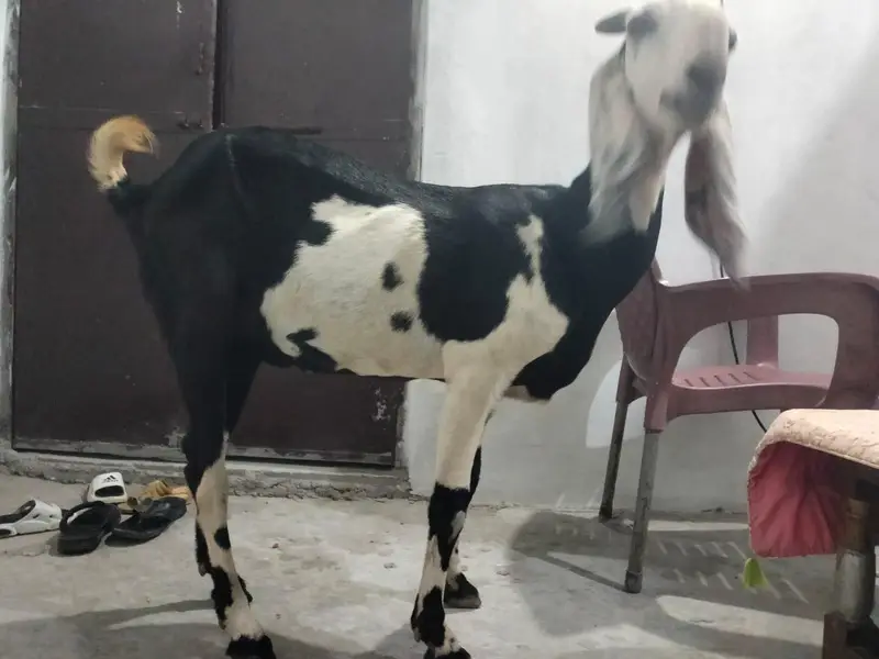 1  bakri betal nasal ki hight 32inch mobile number 03034056395 — photo 5