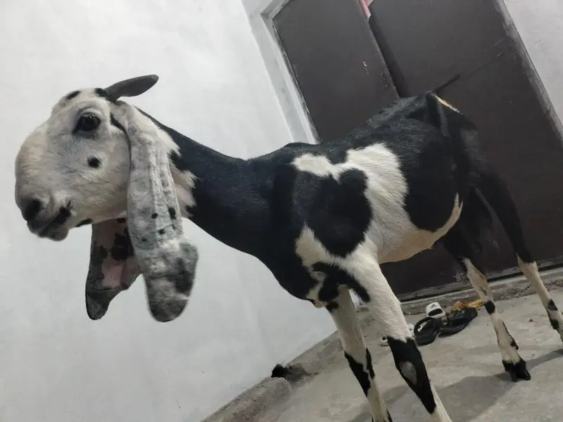 1  bakri betal nasal ki hight 32inch mobile number 03034056395 — photo 6