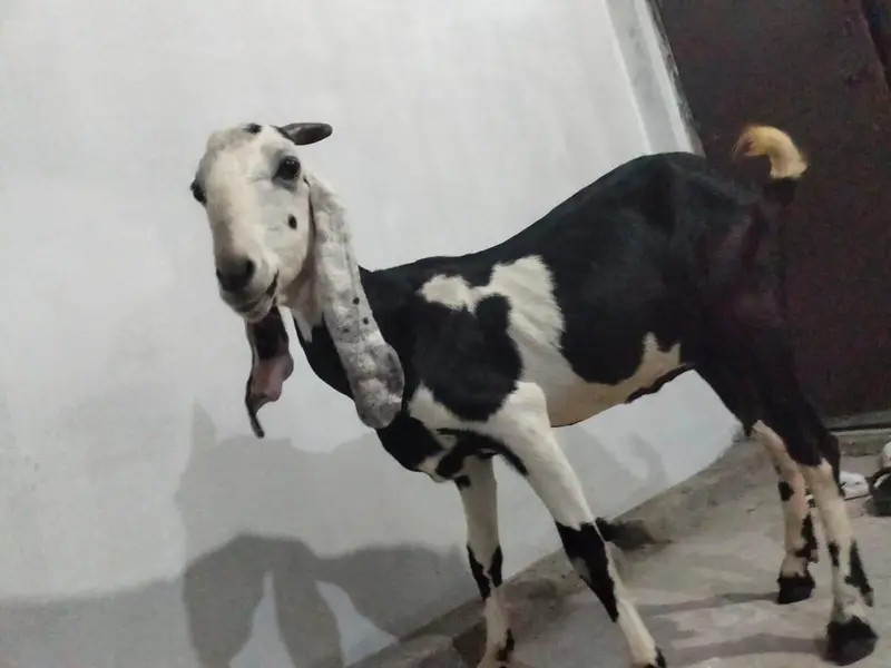 1  bakri betal nasal ki hight 32inch mobile number 03034056395 — photo 7