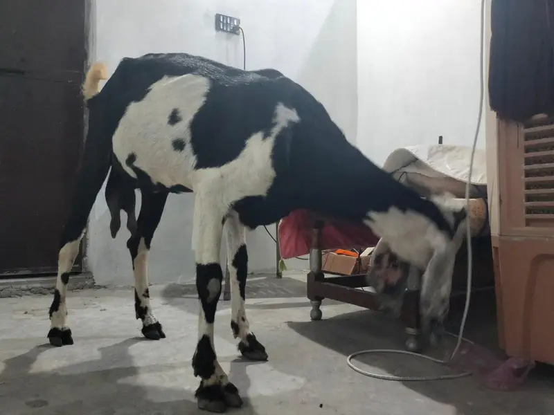 1  bakri betal nasal ki hight 32inch mobile number 03034056395 — photo 8