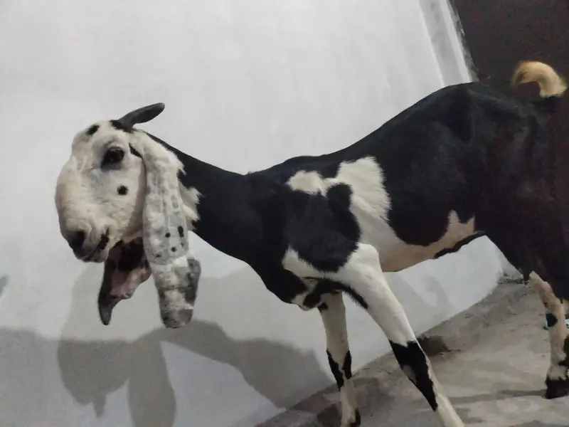 1  bakri betal nasal ki hight 32inch mobile number 03034056395 — photo 9