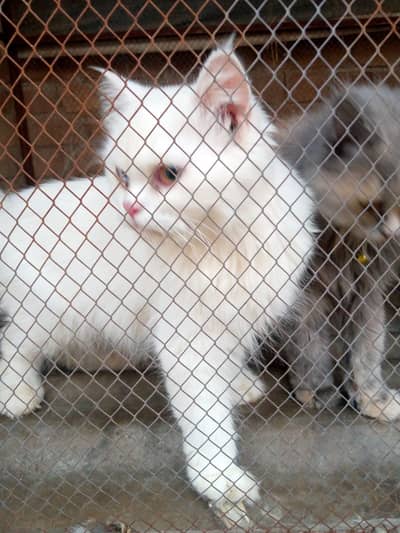 A beautiful cat for sale double eyes