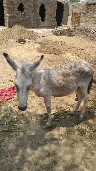donkey 03060047665