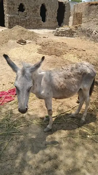 donkey 03060047665