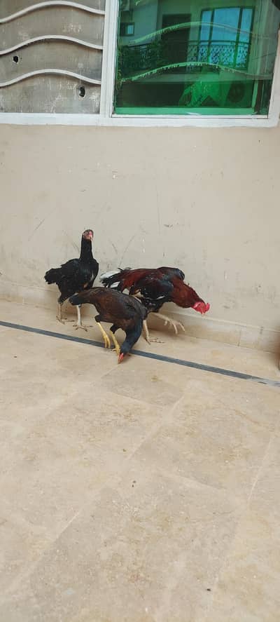 Aseel Murgha and 2 Aseel hens