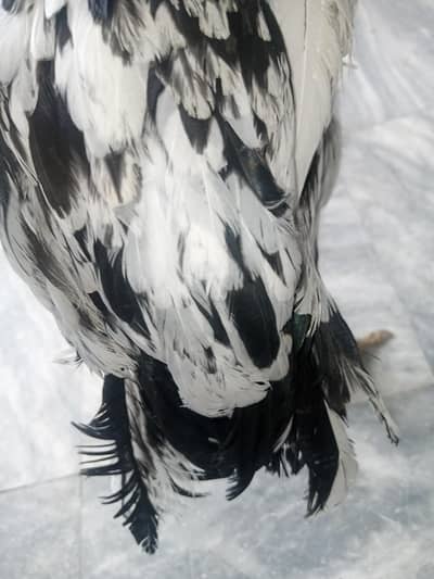 parot beak female for sale