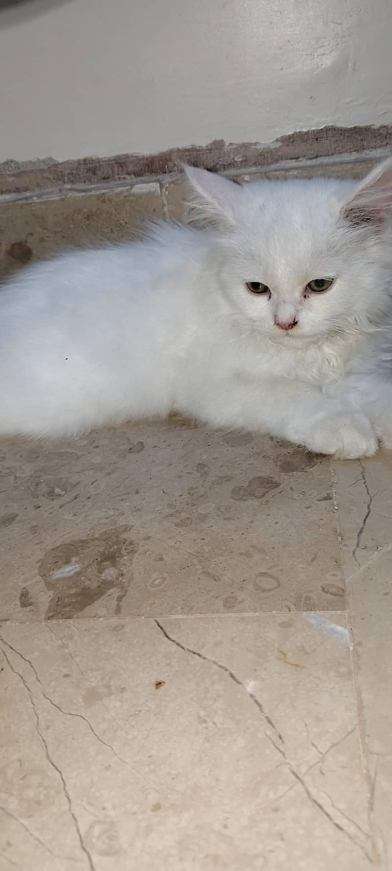 Persian cat 0