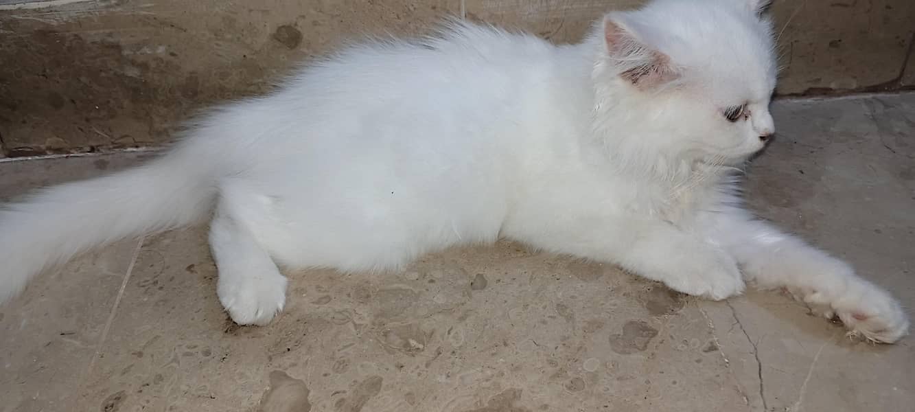 Persian cat 1
