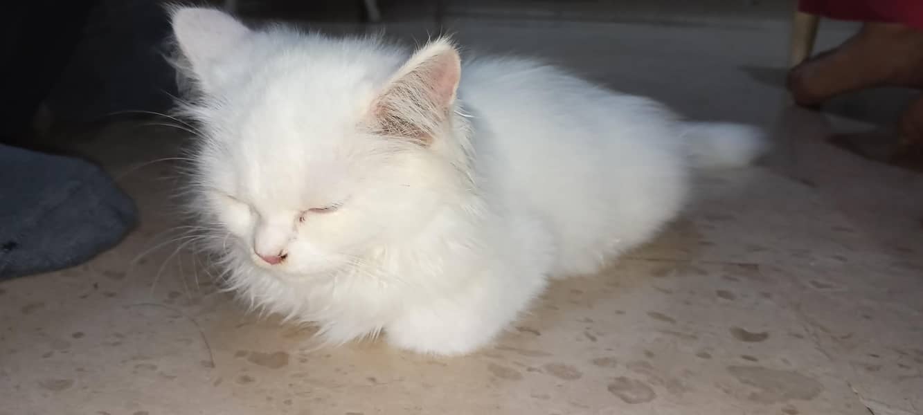 Persian cat 2