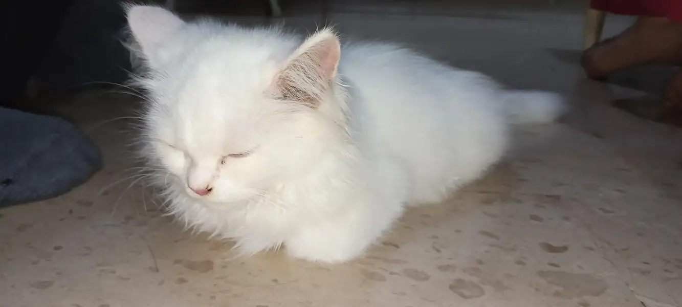 Persian cat — photo 3