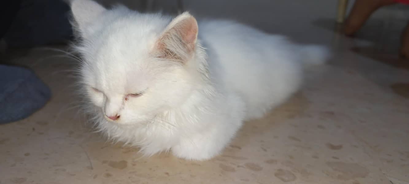 Persian cat 3