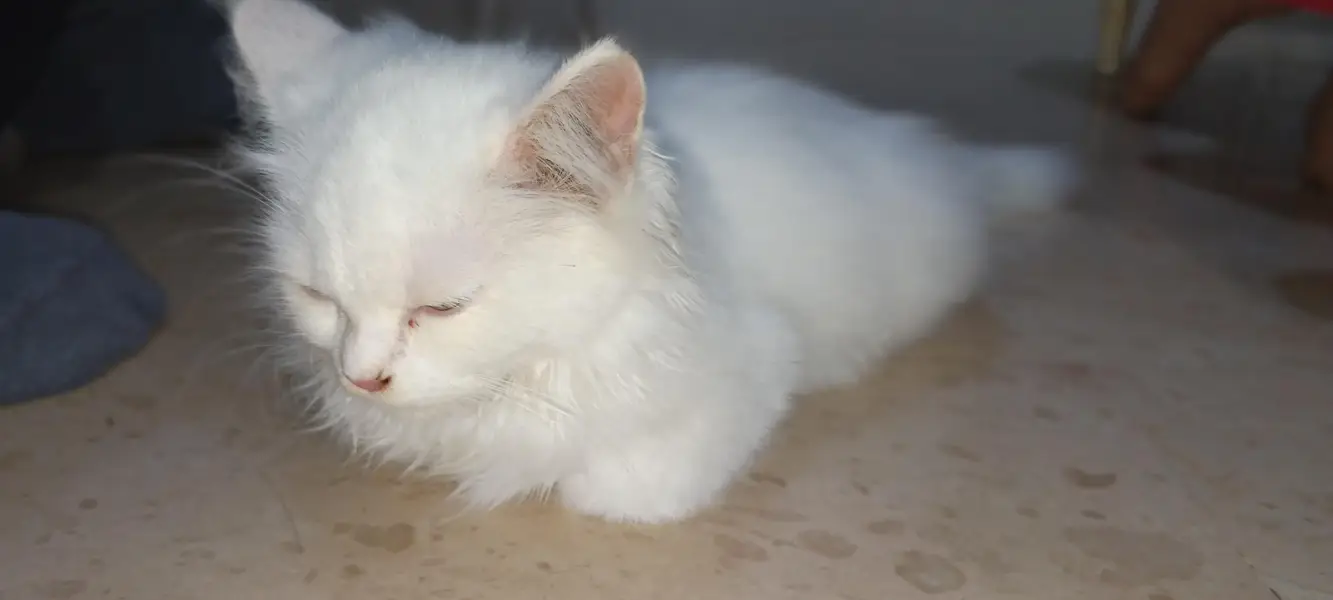 Persian cat — photo 4