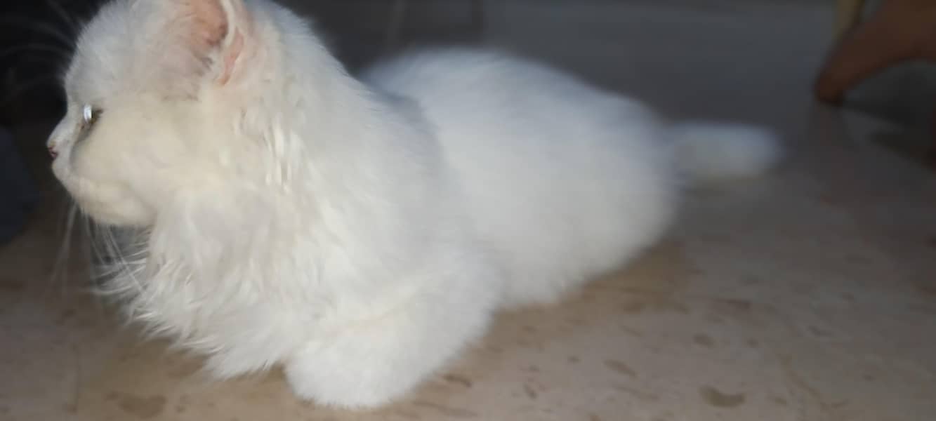 Persian cat 4