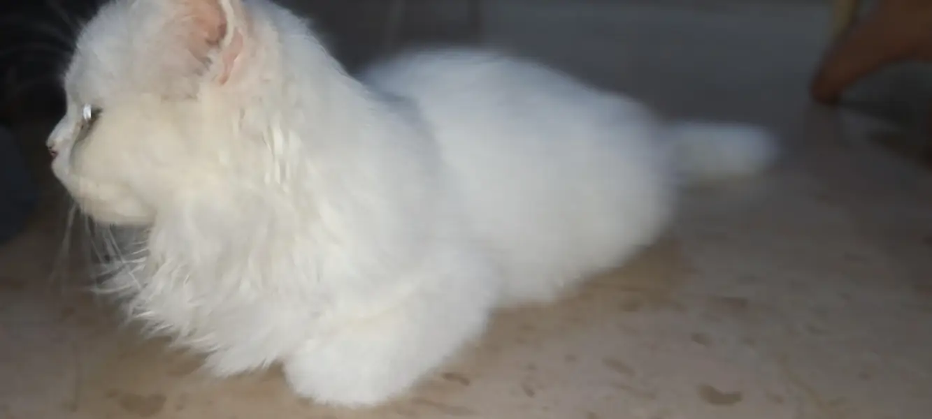 Persian cat — photo 5