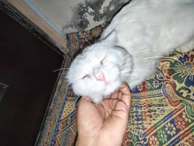 Tripple Coat Househeld Male cat