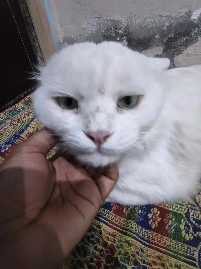 Tripple Coat Househeld Male cat — photo 2
